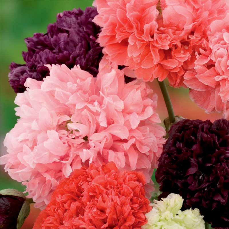 Peony Poppy Mix