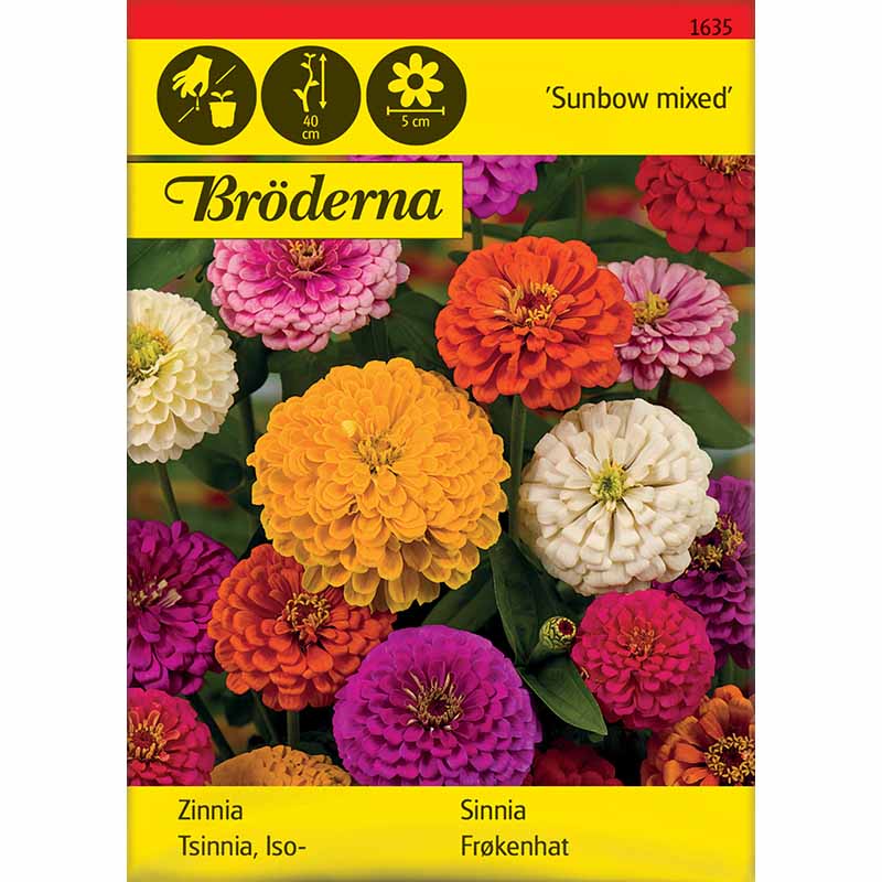 Zinnia 'Sunbow mix'
