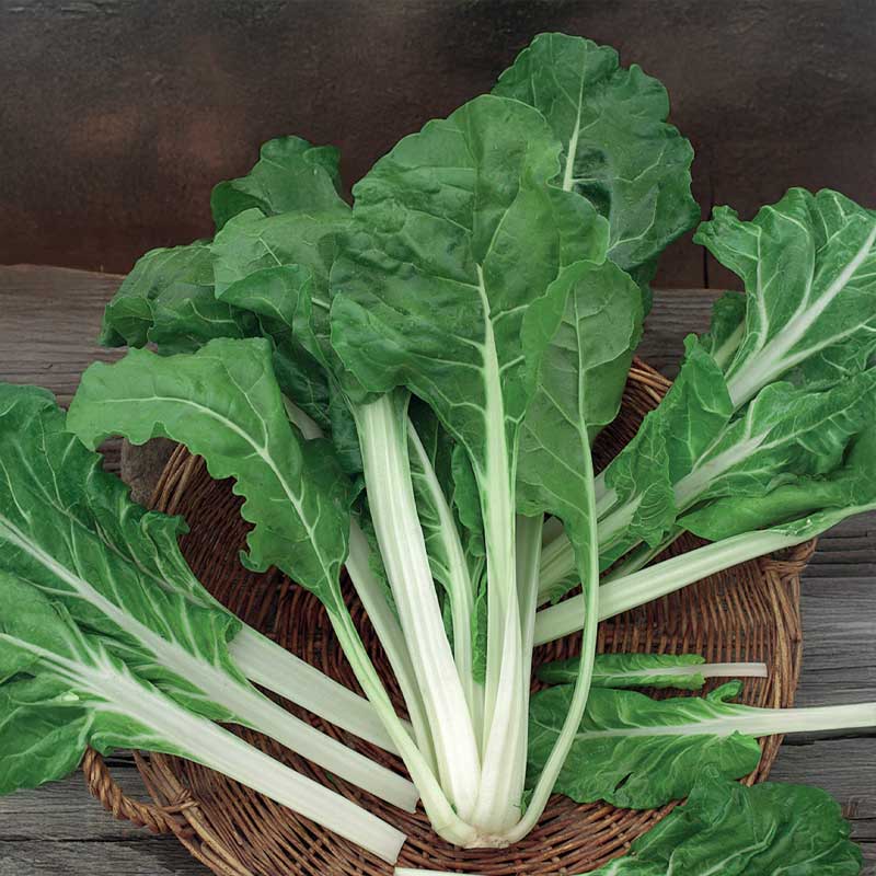 Swiss Chard 'White silver 2'