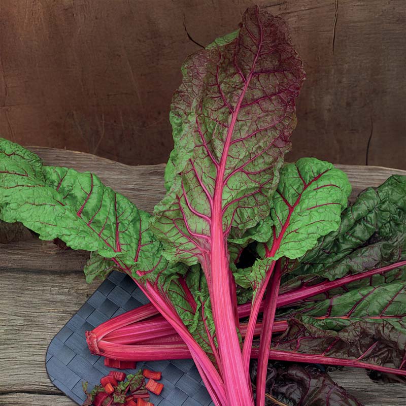 Swiss Chard 'Rhubarb Chard'