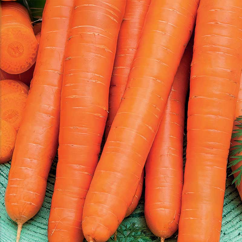 Carrot 'Flyaway' F1