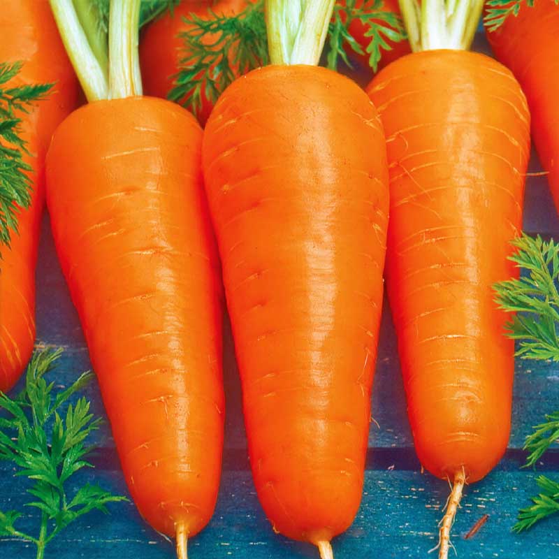 Winter Carrot 'Flakkée 2' Seed Tape