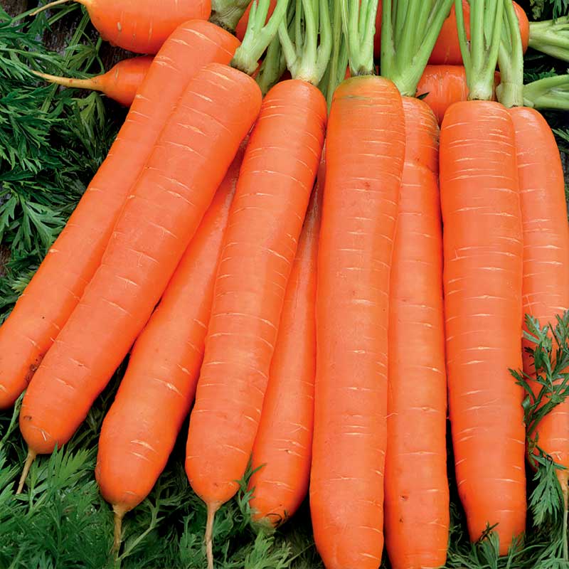 Summer Carrot 'Nantaise 2'