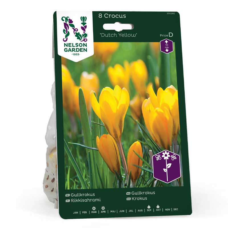 Golden Crocus 'Dutch Yellow'