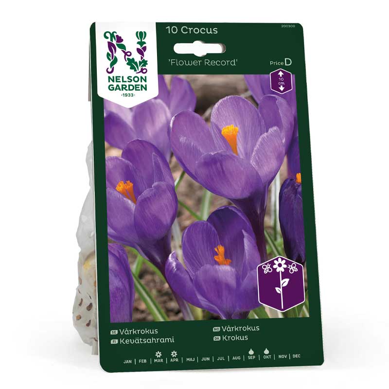 Spring Crocus 'Flower Record'