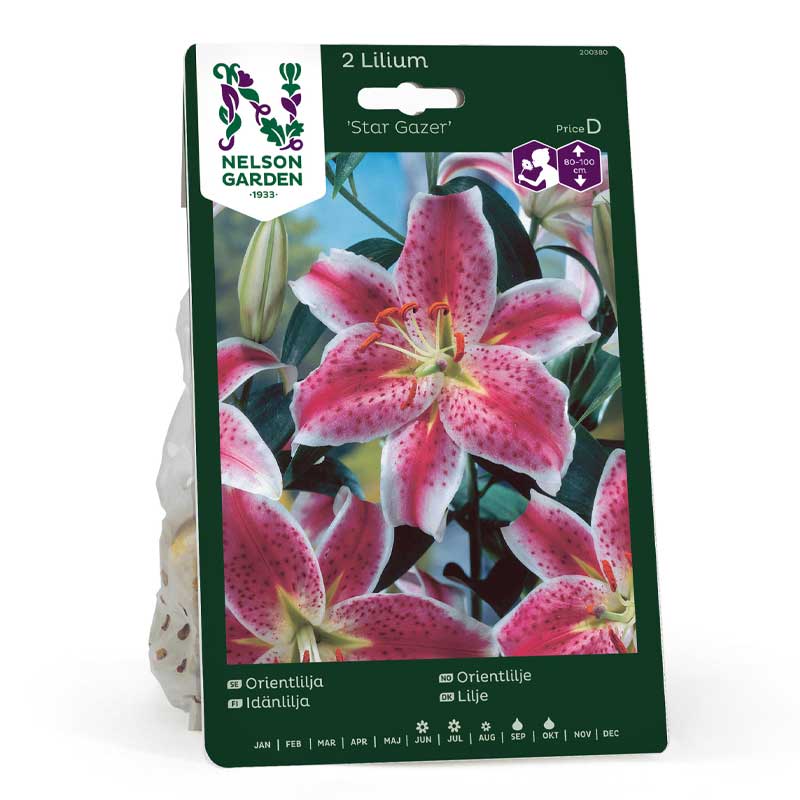 Oriental Lily 'Star Gazer'