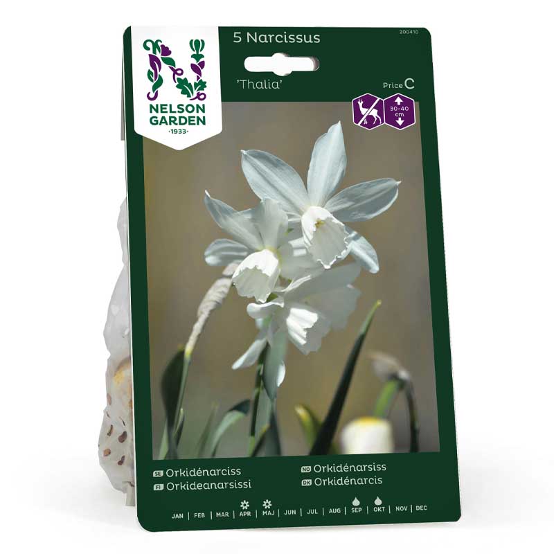 Orchid Daffodil 'Thalia'