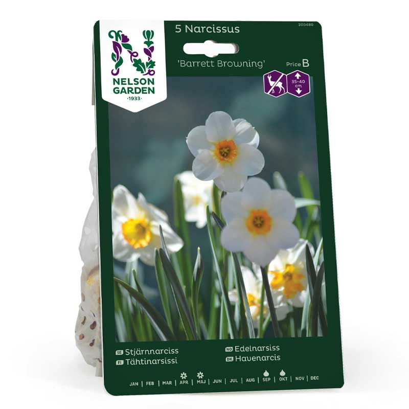 Star Daffodil 'Barrett Browning'