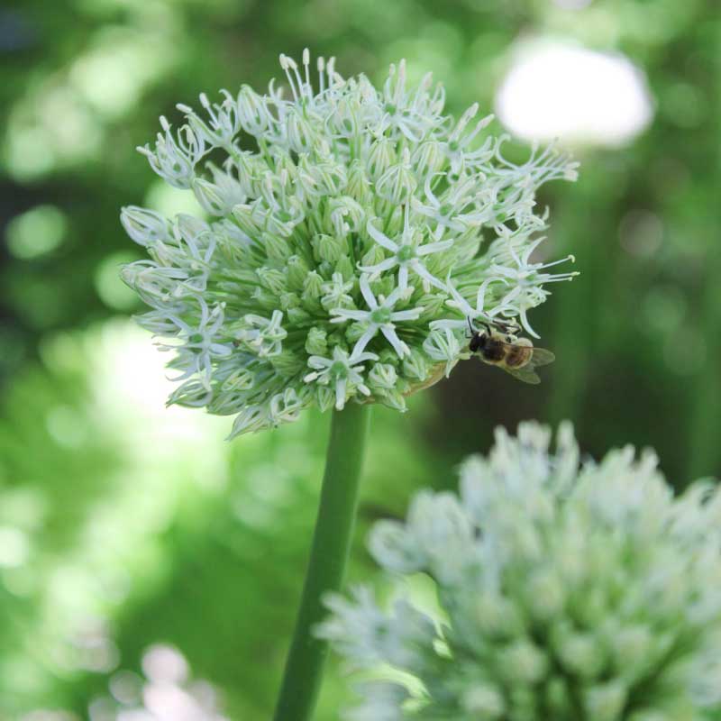 Bearded Onion 'Mount Everest'