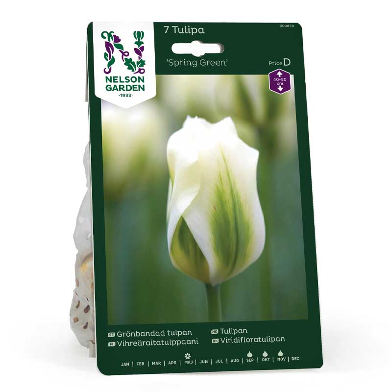 Viridiflora Tulip 'Spring Green'