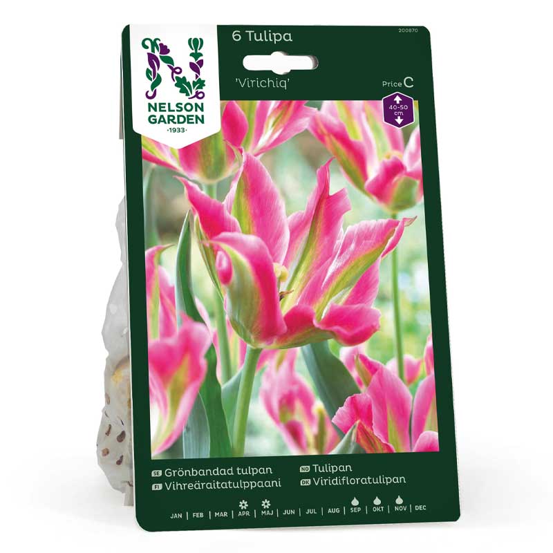 Viridiflora Tulip 'Virichig'