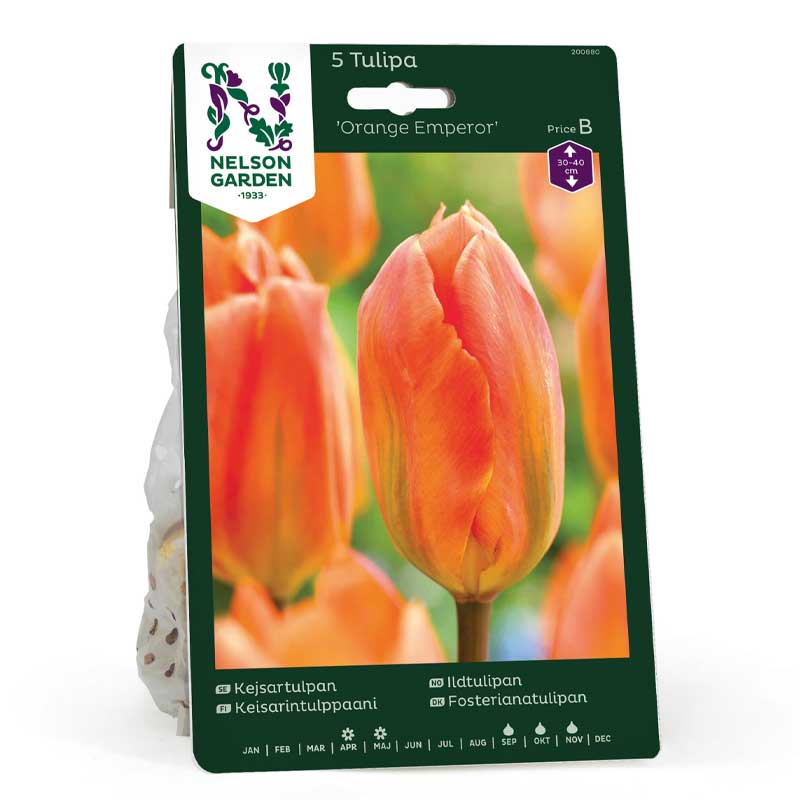 Fosteriana Tulip 'orange Emperor'