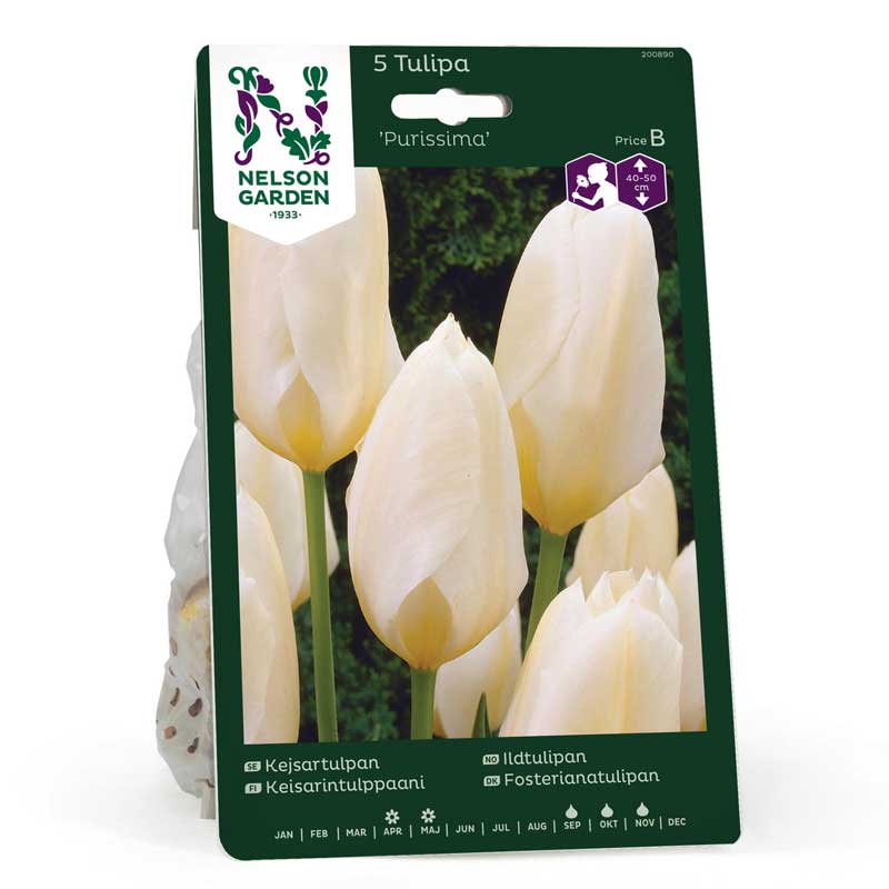 Fosteriana Tulip 'Purissima'