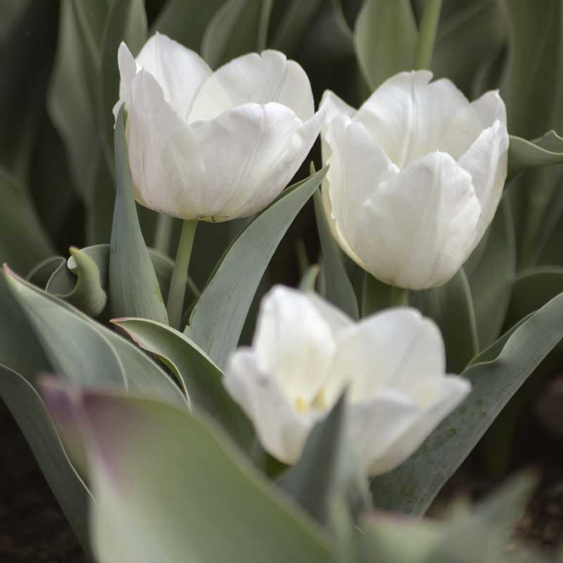 Fosteriana Tulip 'Purissima'