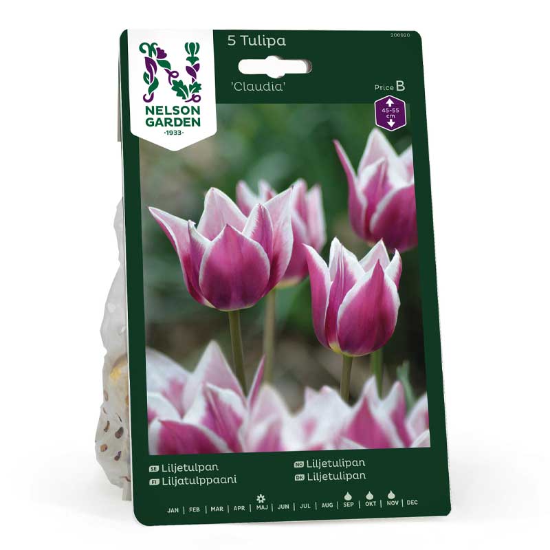 Lily-flowered Tulip 'Claudia'