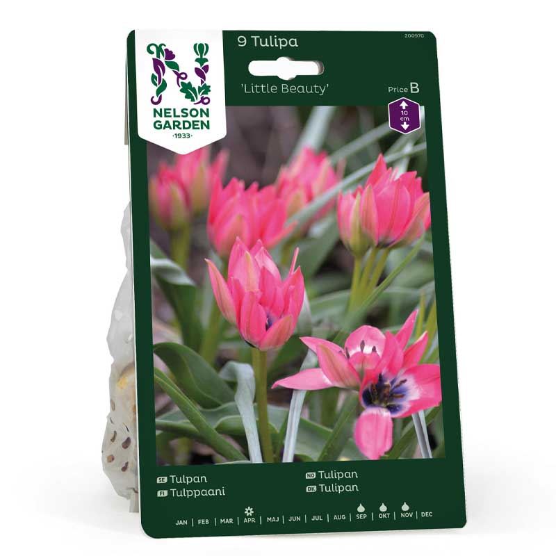 Tulip 'Little Beauty'