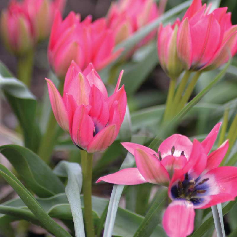 Tulip 'Little Beauty'