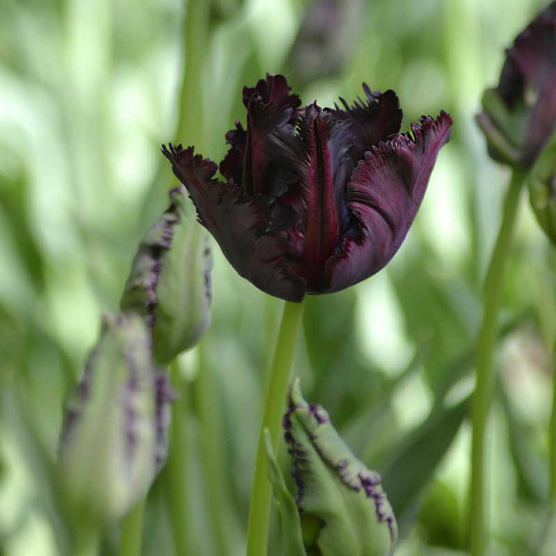Parrot Tulip 'Black Parrot'
