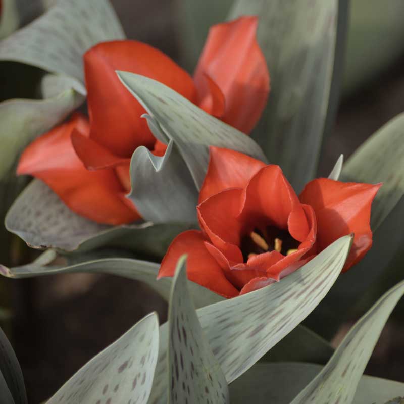 Parrot Tulip 'Casa Grande'
