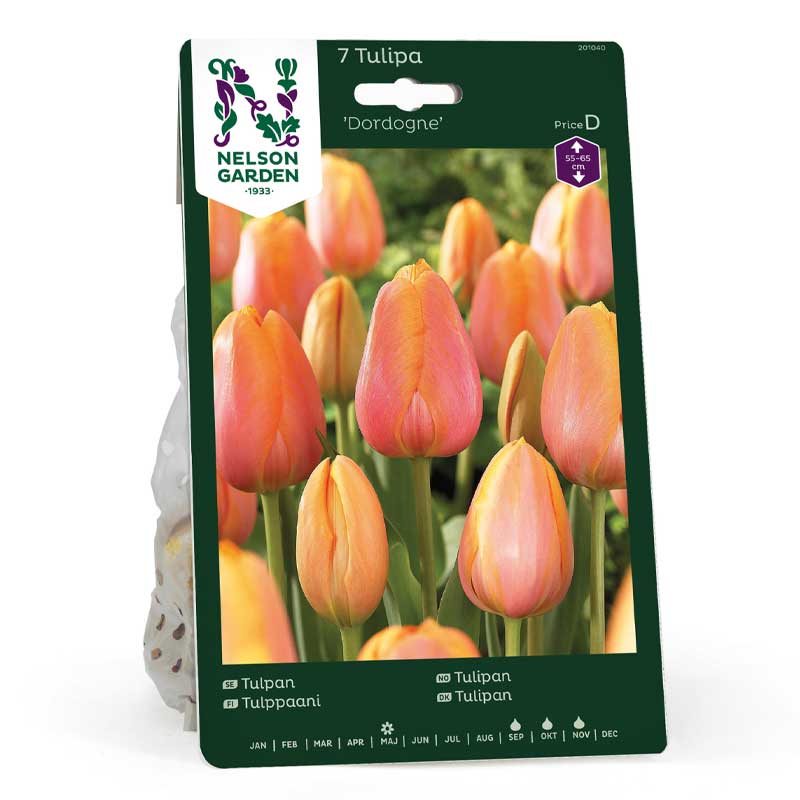 Tulip 'Dordogne'