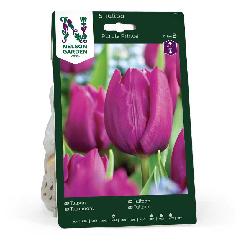 Tulip 'Purple Prince'