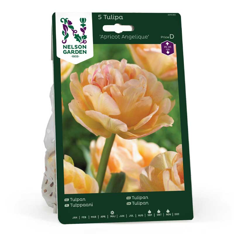 Tulip 'Apricot Angelique'