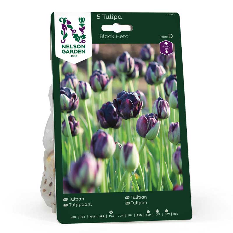 Tulip 'Black Hero'