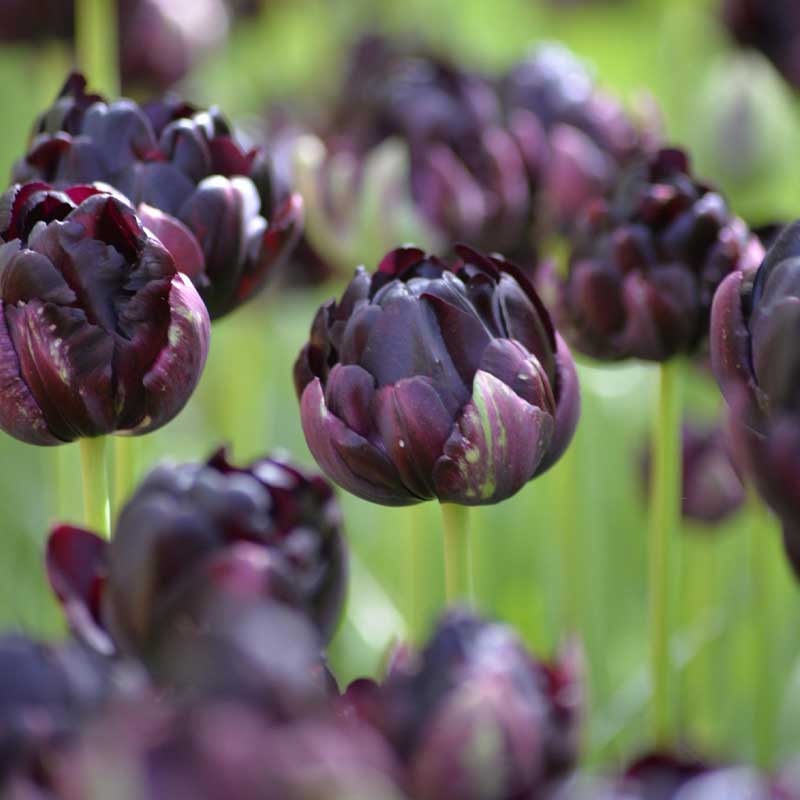 Tulip 'Black Hero'