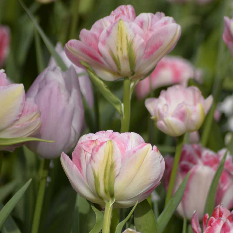 Tulip 'Foxtrot'
