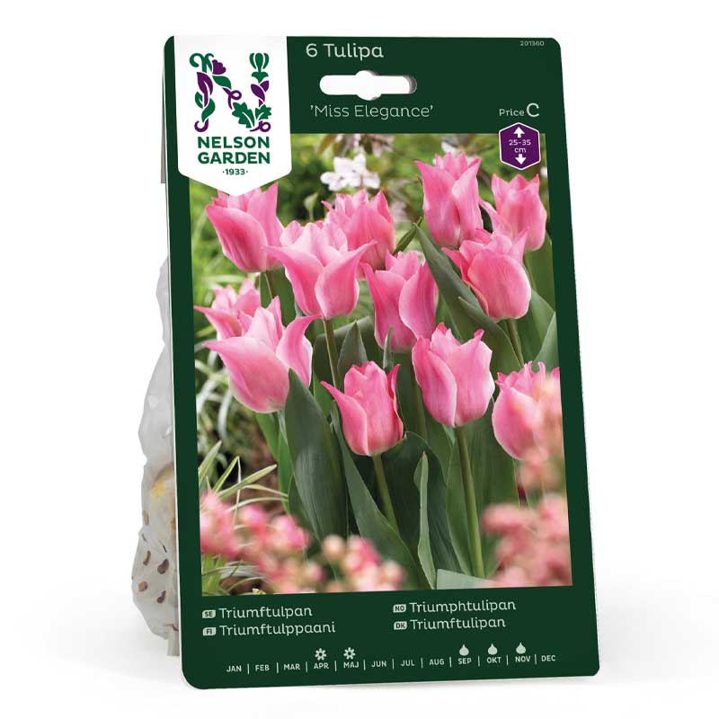 Triumph Tulip 'Miss Elegance'