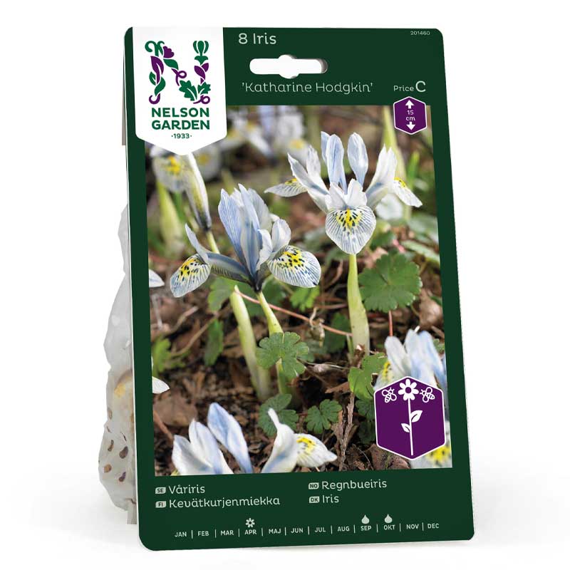 Spring Iris 'Katharine Hodgkin'