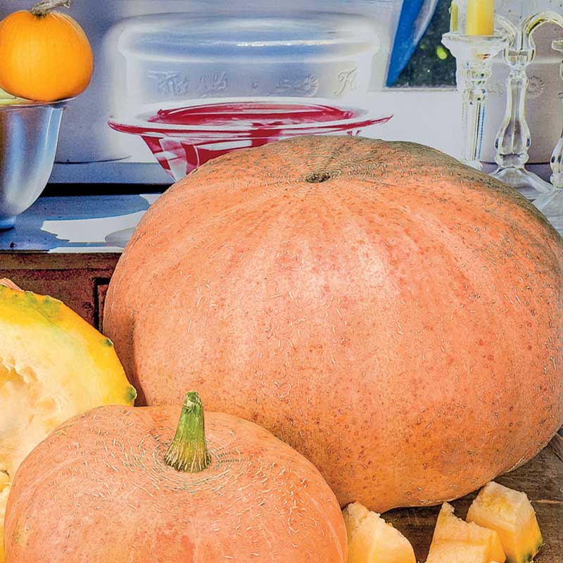 Giant Pumpkin 'Gele Reuzen'