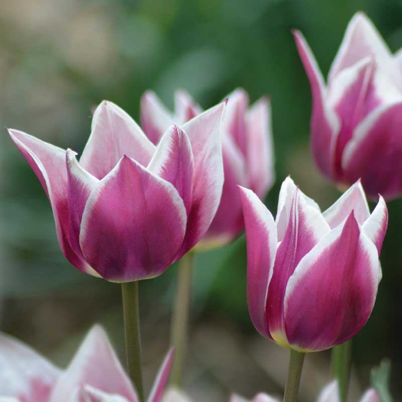 Lily-flowered Tulip 'Claudia'