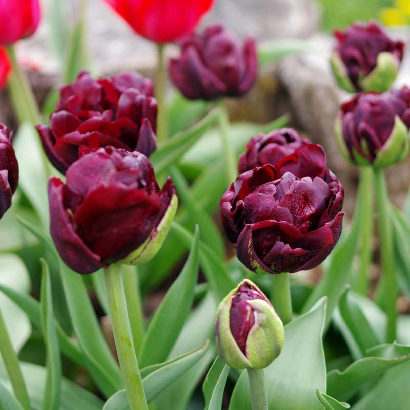 Tulip 'Uncle Tom'