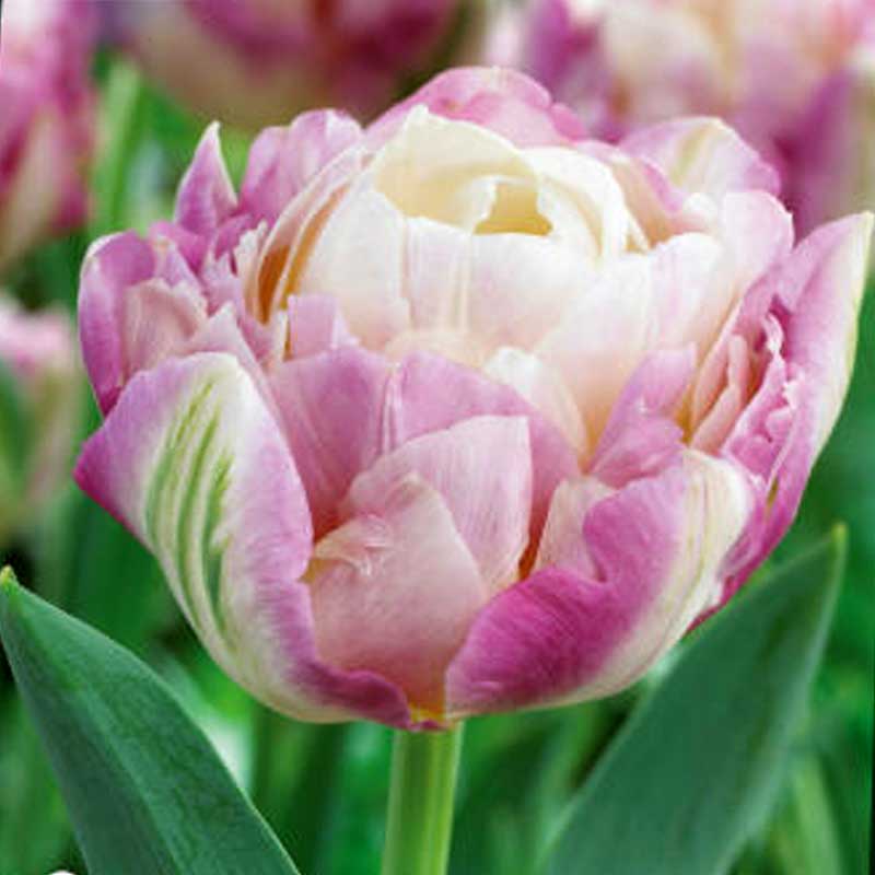 Tulip 'Sweet Desire'