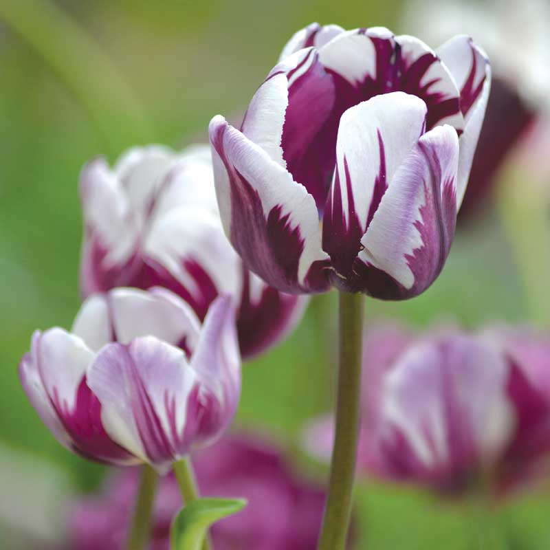 Triumph Tulip 'Flaming Flag'