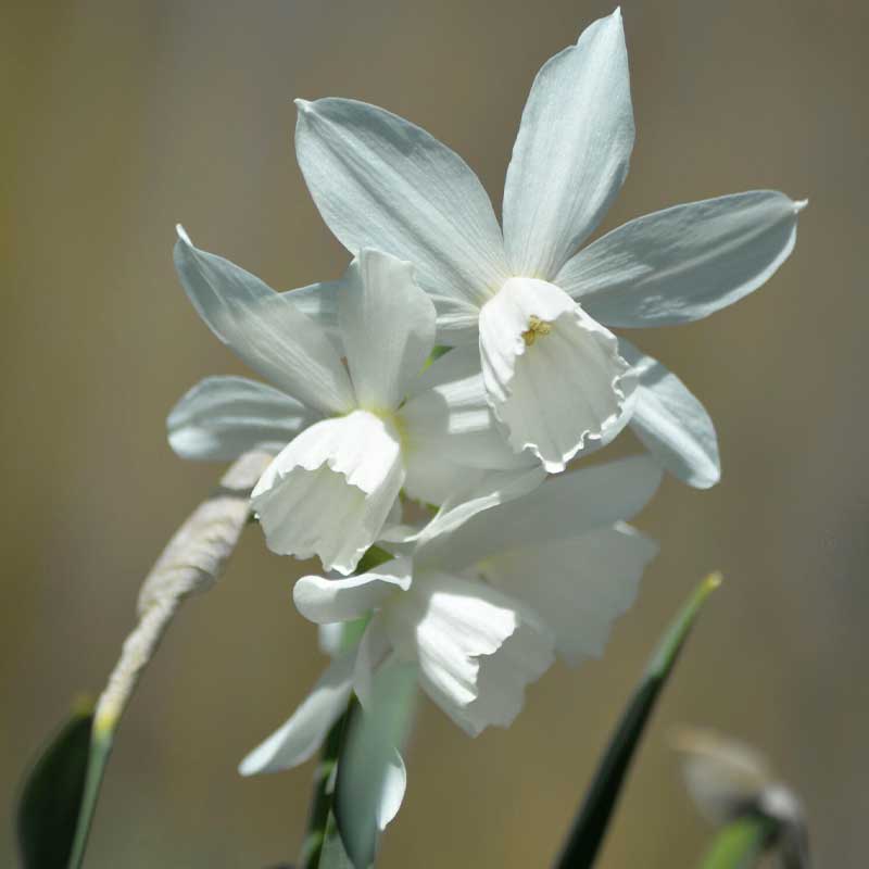 Orchid Daffodil 'Thalia'