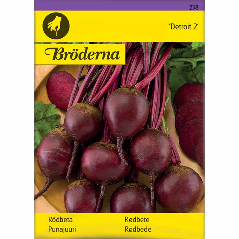 Beetroot 'Detroit 2'