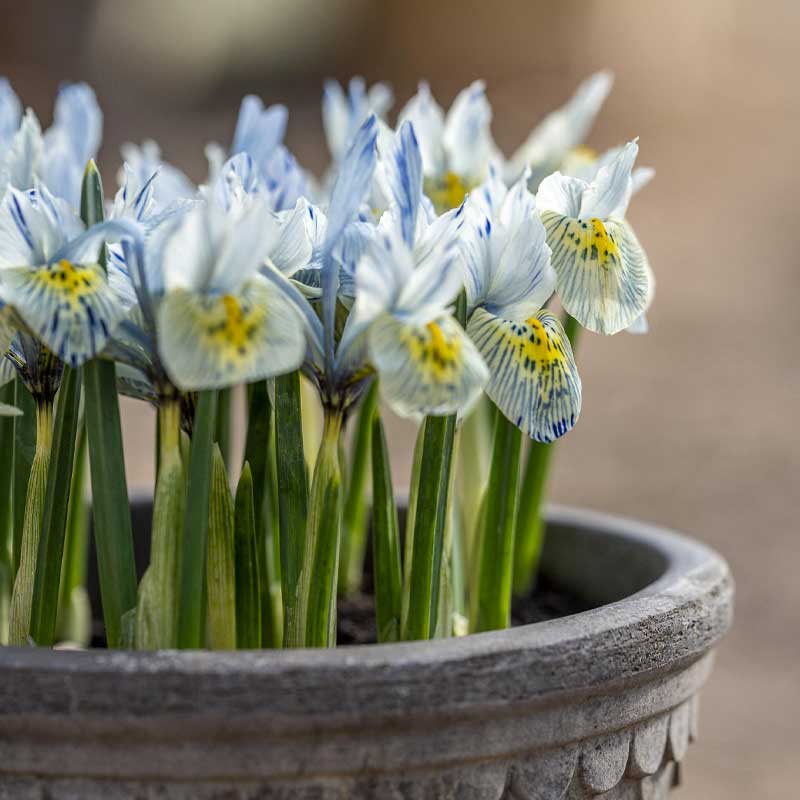 Spring Iris 'Katharine Hodgkin'