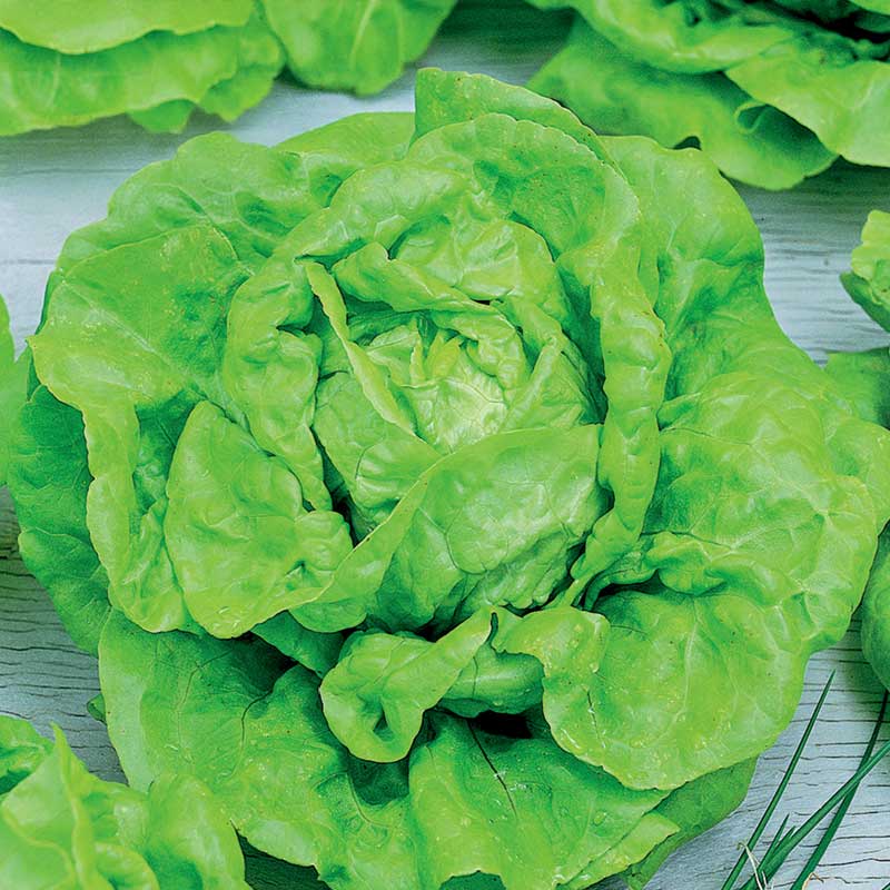 Head Lettuce 'Hilde II' Seed Tape