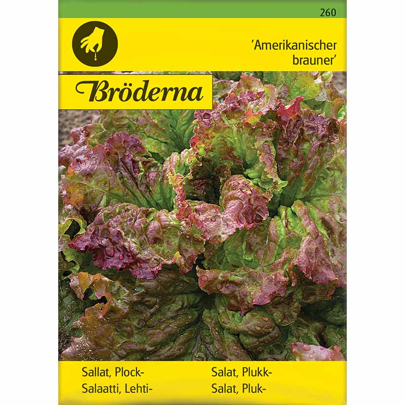 Looseleaf Lettuce 'Amerikanischer brauner'