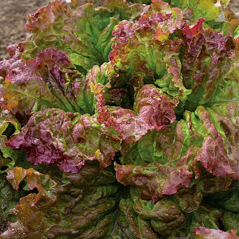 Looseleaf Lettuce 'Amerikanischer brauner'