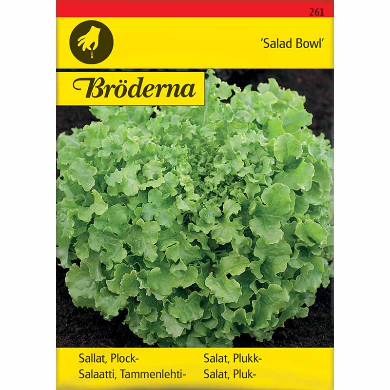 Looseleaf Lettuce 'Salad Bowl'