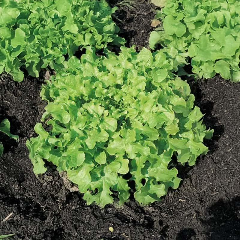 Looseleaf Lettuce 'Salad Bowl'