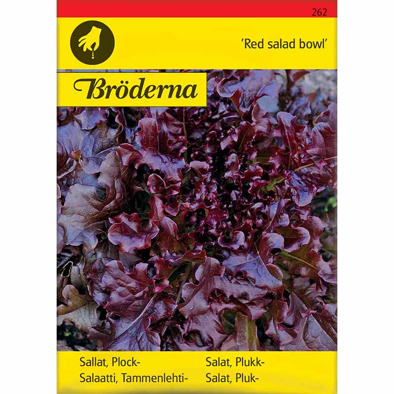 Loose-leaf Lettuce 'Red salad bowl'