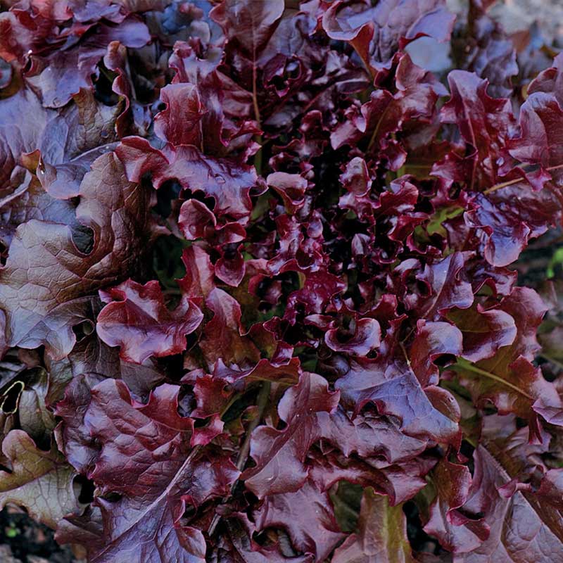 Loose-leaf Lettuce 'Red salad bowl'