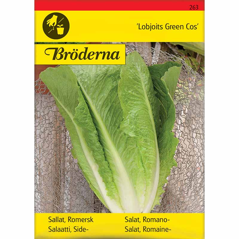 Lettuce 'Lobjoits Green Cos'