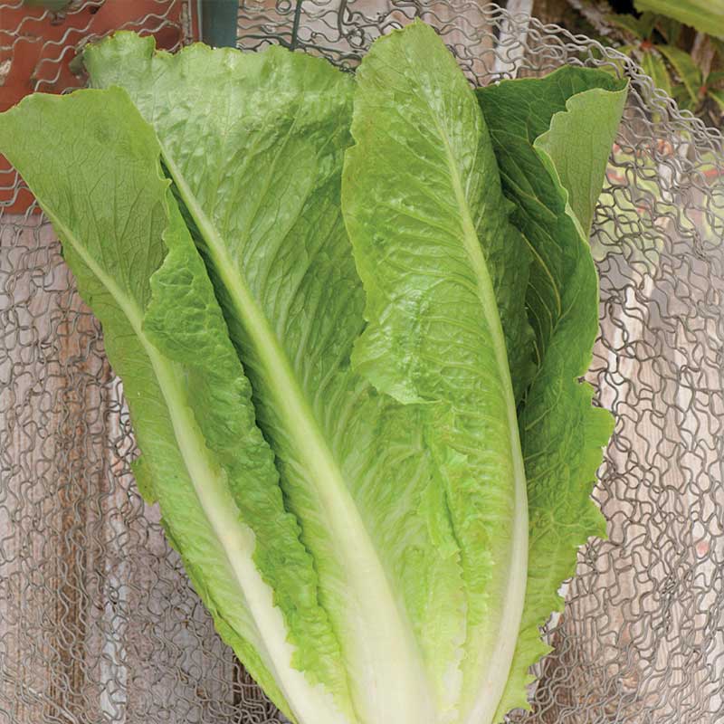 Lettuce 'Lobjoits Green Cos'