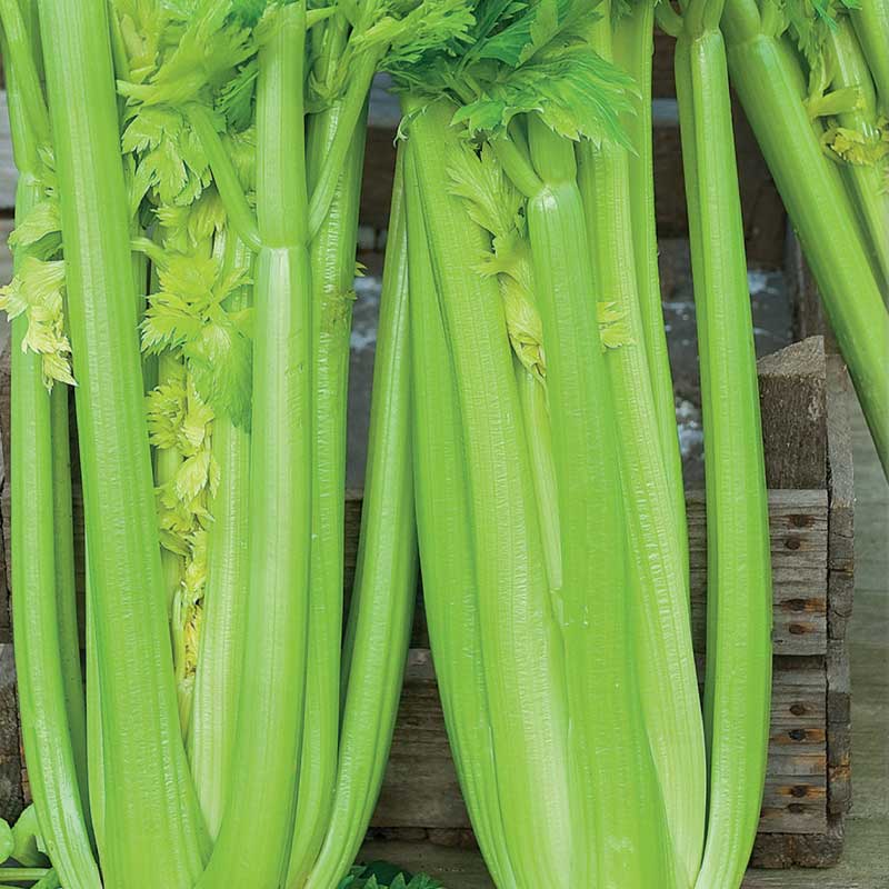 Celery 'Golden Self Blanching 2'