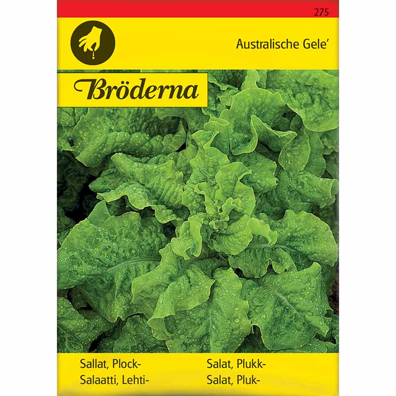 Loose-leaf Lettuce 'Australischer Gele'